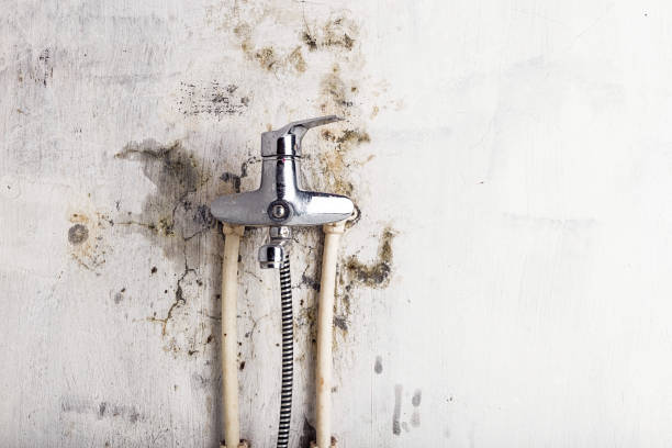 Best Mold Testing  in Hauppauge, NY