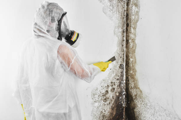 Best Professional Mold Removal  in Hauppauge, NY