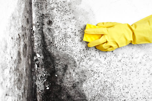 Home Mold Removal in Hauppauge, NY