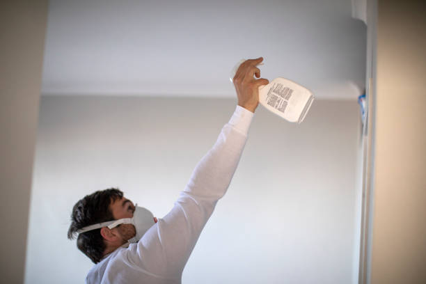 Best Black Mold Removal  in Hauppauge, NY