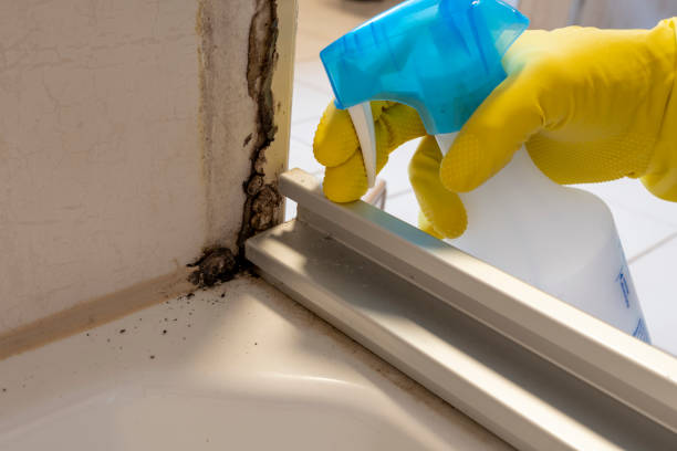 Professional Mold Removal in Hauppauge, NY