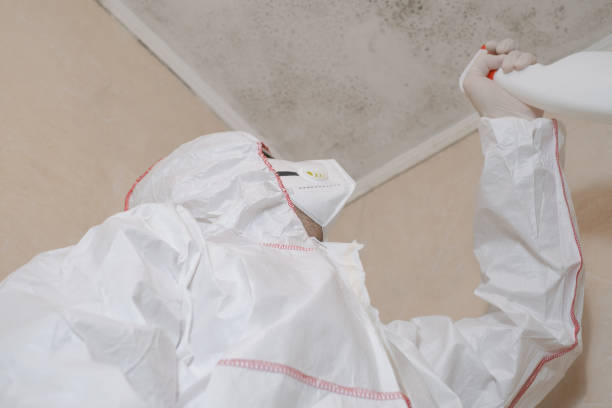 Best Certified Mold Removal  in Hauppauge, NY