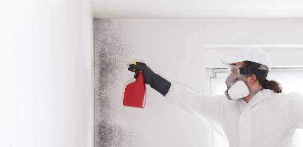 Best Best Mold Removal Companies  in Hauppauge, NY