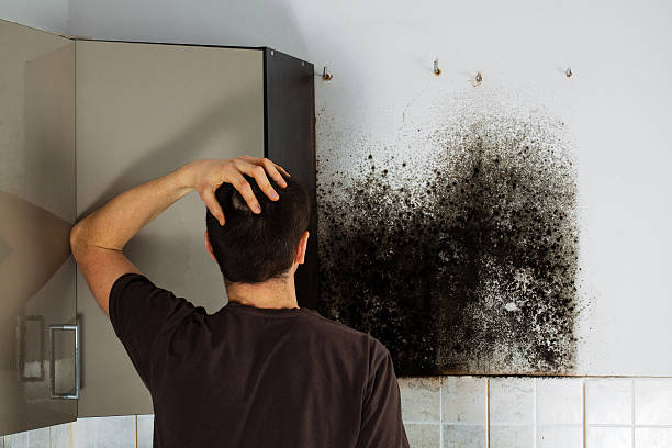 Best Fast Mold Removal  in Hauppauge, NY
