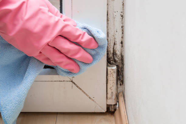 Best Crawl Space Mold Removal  in Hauppauge, NY