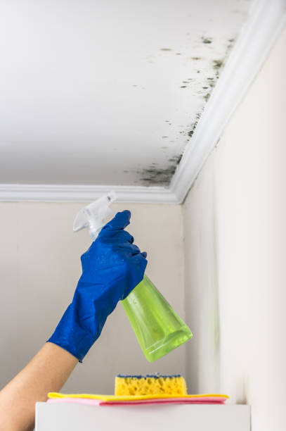 Best Office Mold Removal Services  in Hauppauge, NY
